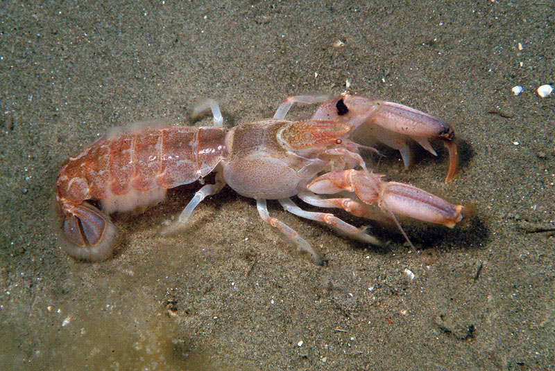 Upogebia tipica